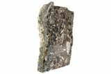 Polished Fossil Turritella Agate Stand Up - Wyoming #193572-2